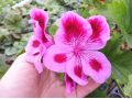 Pelargonium 
