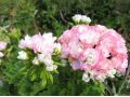 Pelargonium zonale ' April Snow ' - pelargonie, muškát