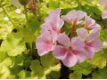 Pelargonium  