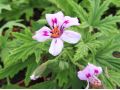 Pelargonium  