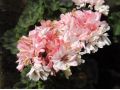 Pelargonium zonale 