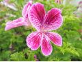 Pelargonium 