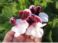 Pelargonium grandiflorum 