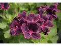 Pelargonium grandiflorum 