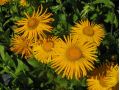 Inula orientalis f. grandiflora - oman východní velkokvětý