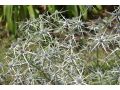 Eryngium variifolium 