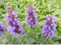 Agastache  
