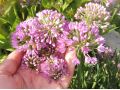 Allium 