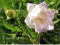 Campanula punctata 