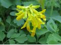Corydalis ( Pseudofumaria ) lutea - dymnivka žlutá
