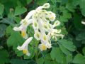 Corydalis ( Pseudofumaria ) ochroleuca - dymnivka bílá