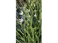 Anthericum liliago - bělozářka liliovitá