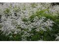 Aruncus ' Chantilly Lace '  ® - udatna