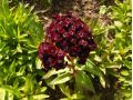 Dianthus barbatus ' Nigrescens ' - hvozdík vousatý