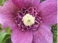 Helleborus × hybridus  ' Tutu ' PBR - čemeřice