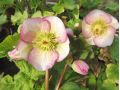 Helleborus ' Frostkiss Glenda’s Gloss ' PBR - čemeřice
