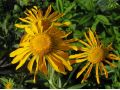 Helenium hoopesii - záplevák