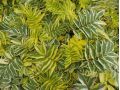 Polemonium pulcherrimum ' Golden Feathers ' ® - jirnice