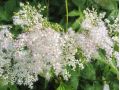Filipendula purpurea ' Elegans ' - tužebník