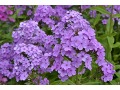 Phlox paniculata 