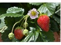 Fragaria × ananassa 