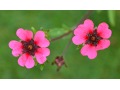 Potentilla nepalensis 