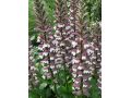 Acanthus mollis - paznehtník měkký