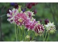 Aquilegia vulgaris plena 