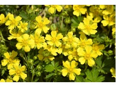 Potentilla neumanniana ( verna) - mochna značka NP - zahr., Z3