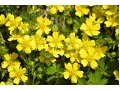 Potentilla neumanniana ( verna) - mochna