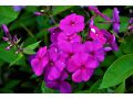 Phlox paniculata 