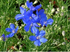 Delphinium grandiflorum 