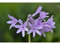 Tulbaghia violacea - tulbaghie, divoký, pokojový česnek