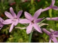 Tulbaghia violacea 