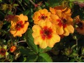 Potentilla x tonguei - mochna