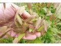 Chasmanthium latifolium - plochoklásek