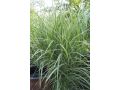 Miscanthus sinensis 