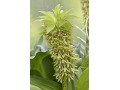 Eucomis bicolor - chocholatice