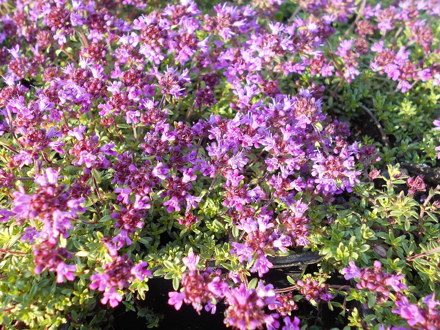 Thymus praecox " Red Carpet " mateřídouška Zahradnictví Krulichovi zahradnictví