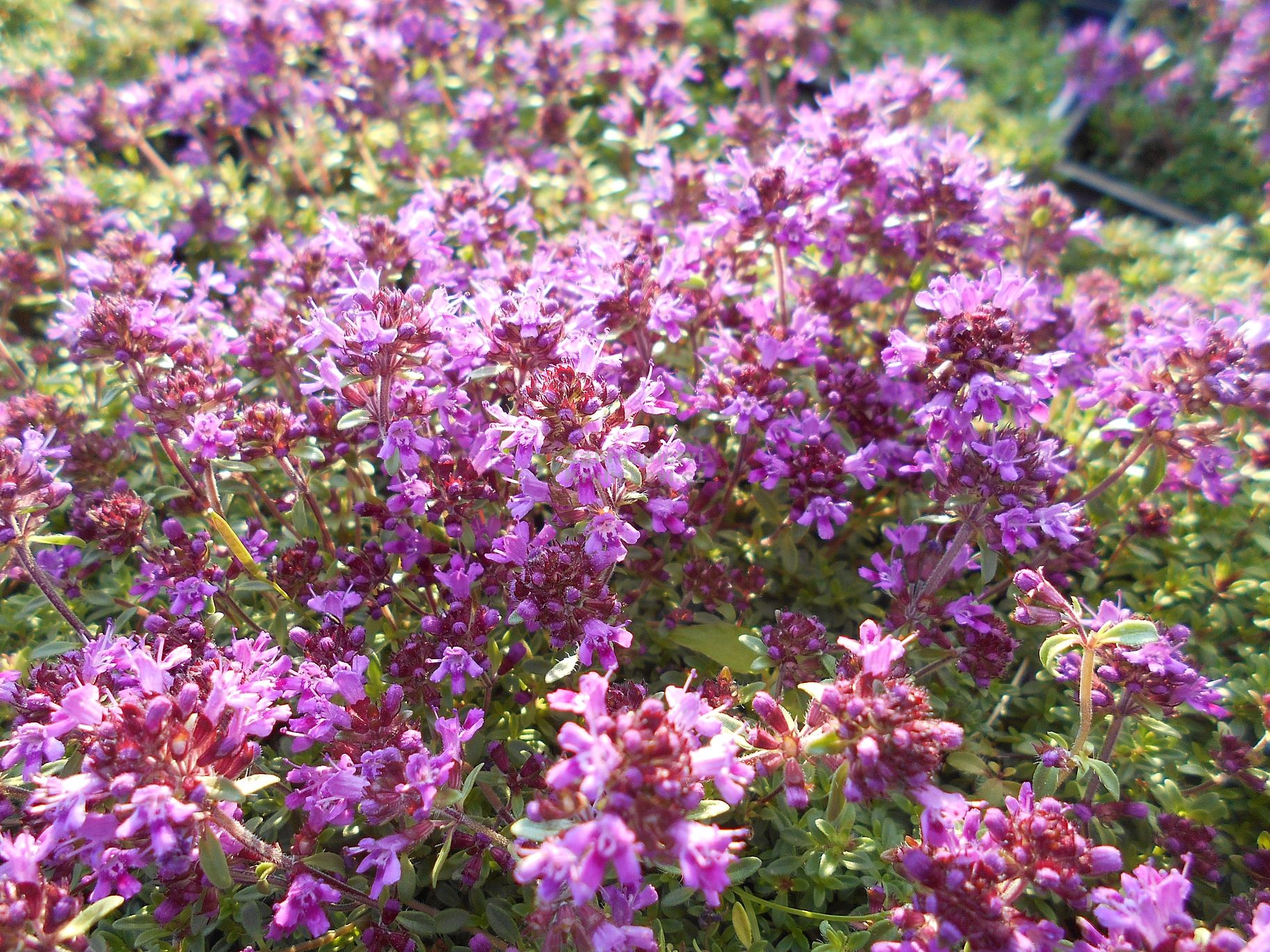 Thymus praecox " Red Carpet " mateřídouška Zahradnictví Krulichovi zahradnictví