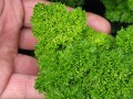 Petroselinum crispum 
