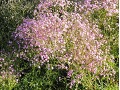 Gypsophila paniculata 
