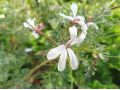 Pelargonium abrotanifolium - pelargonie, muškát vonný