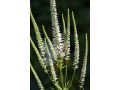 Veronicastrum virginicum 