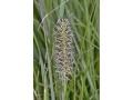 Pennisetum alopecuroides 